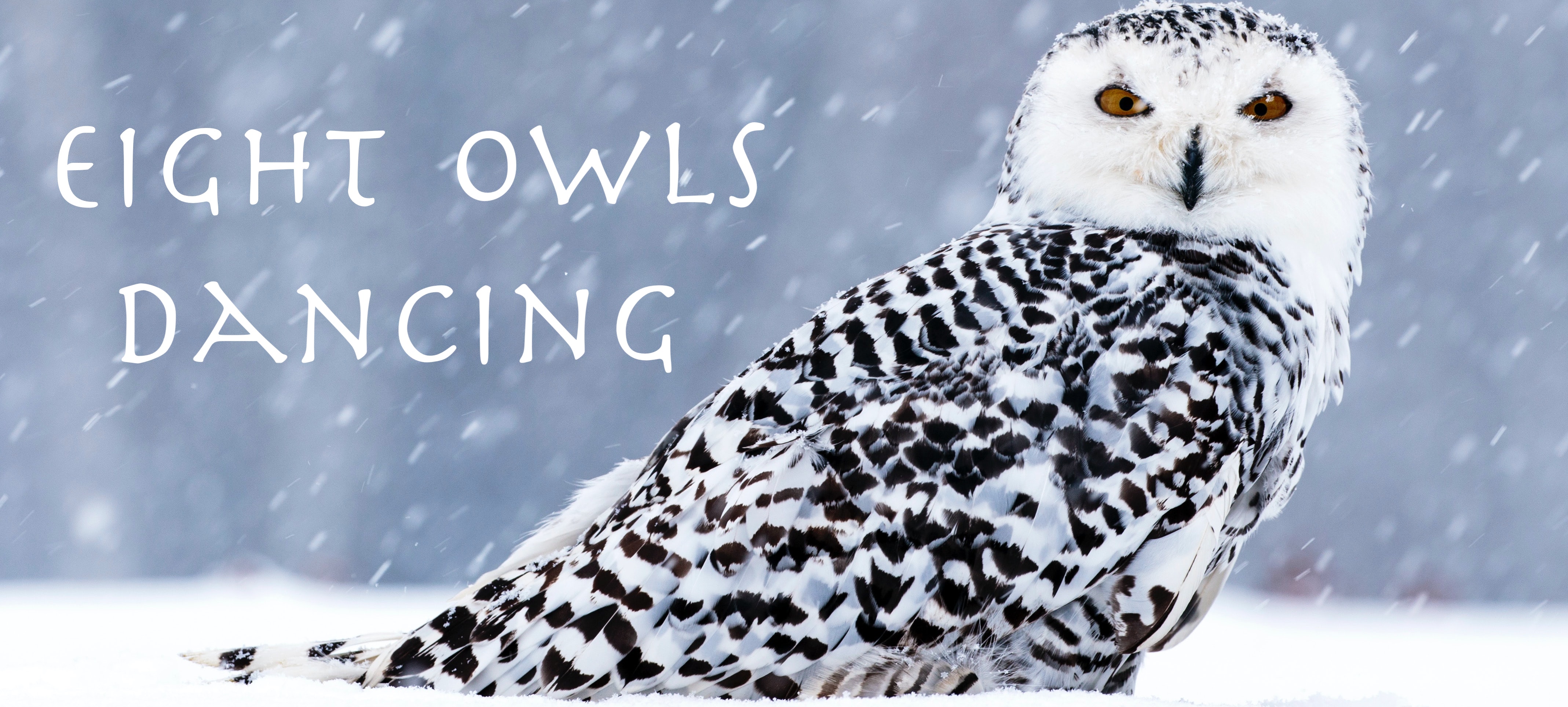 Photograph of owl in the snow staring at the camera
